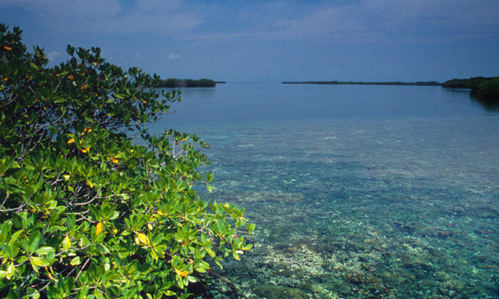 coral reef and mangrove Carrie Bow Cay Belize