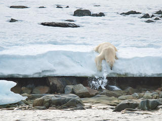 Plolar bear (Ursus maritimus), Svalbard