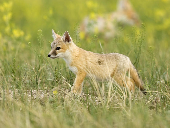 Swift Fox | Species | WWF