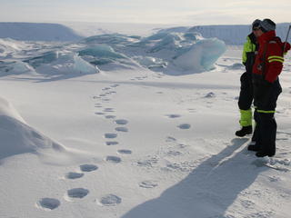polar bear tracks