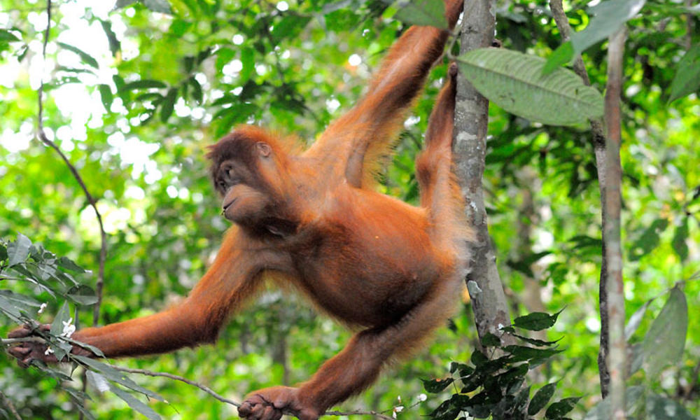 Where Do Orangutans Live? And Nine Other Orangutan Facts Stories WWF