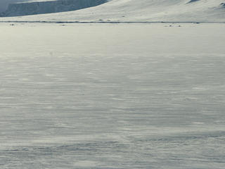 Polar bear (Ursus maritimus)