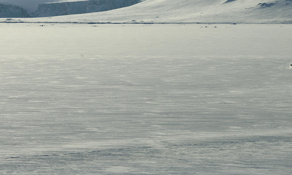 Polar bear (Ursus maritimus)