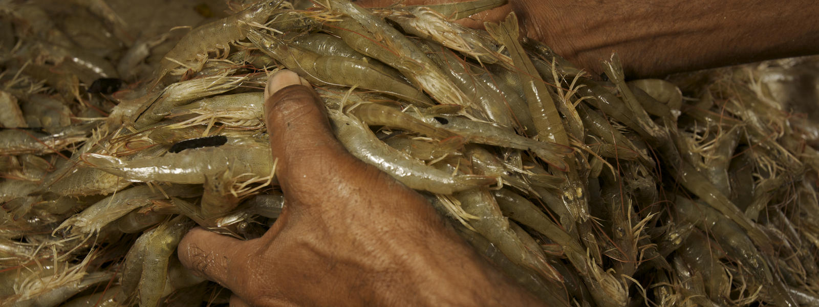 Farmed Shrimp