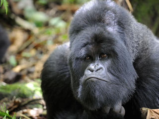 gorilla closeup