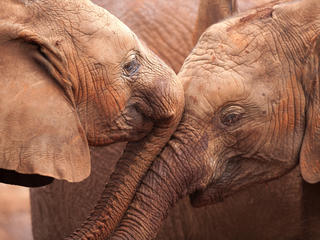 Elephants close