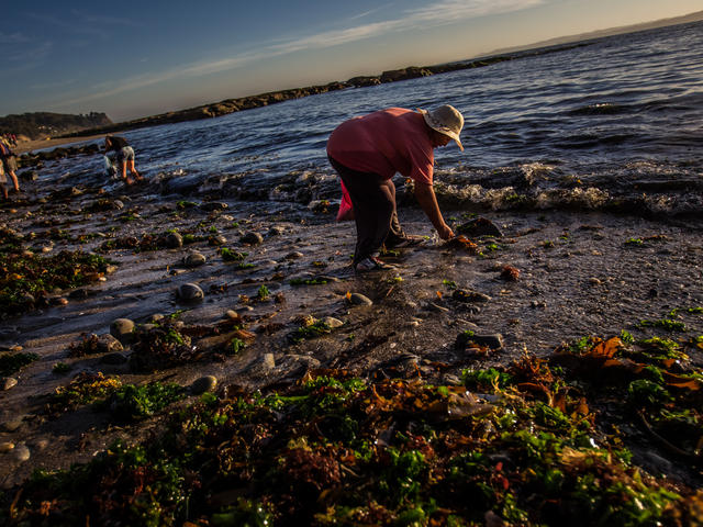 harvesting seaweed