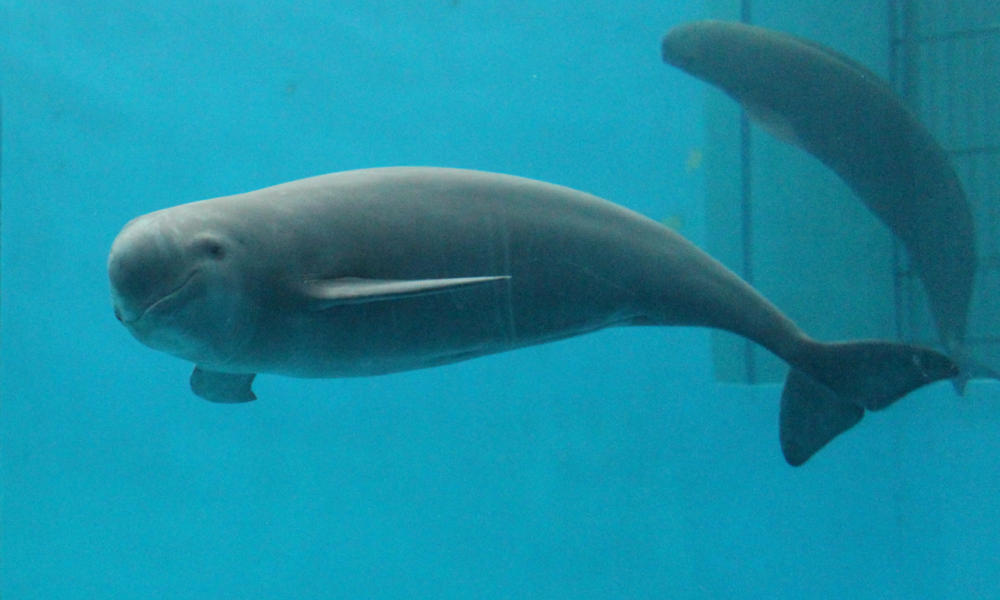 Saving the Finless Porpoise | Stories | WWF