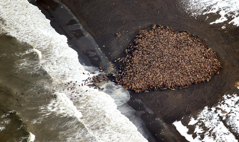 walrus haulout