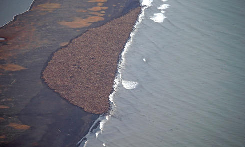 walrus haulout
