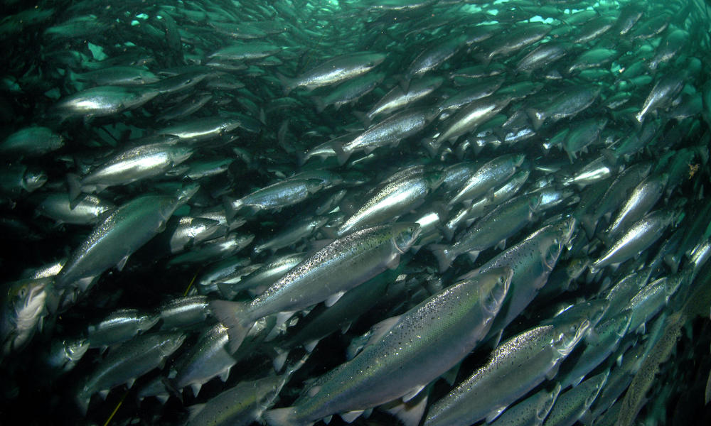 Farmed Salmon | Photos | WWF