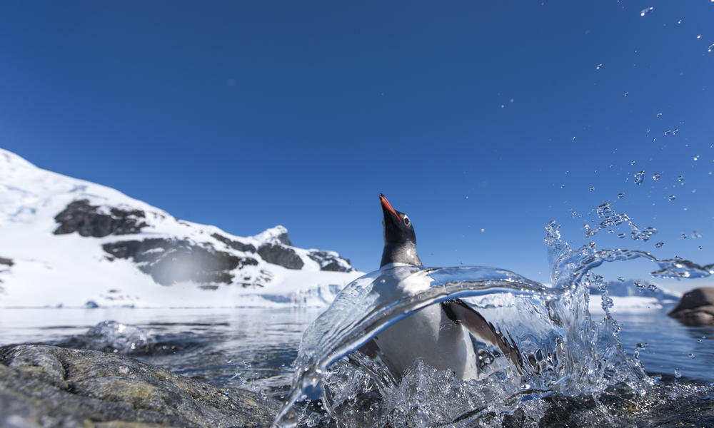 Flying Penguin | Magazine Articles | WWF