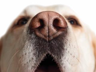 Ford the sniffer dog