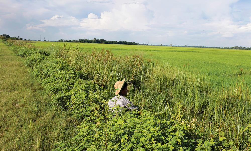 woman in field