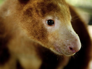 Saola Species Wwf