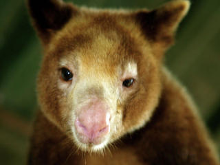tree kangaroo portrait
