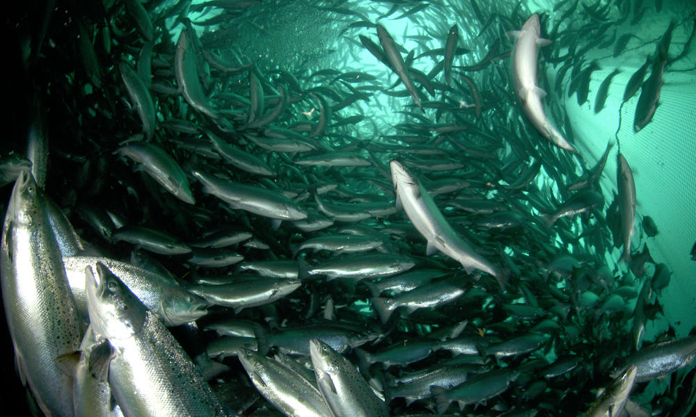 Salmon Farm