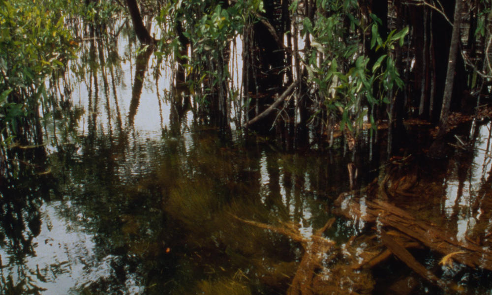 Rio Negro and Amazon rivers
