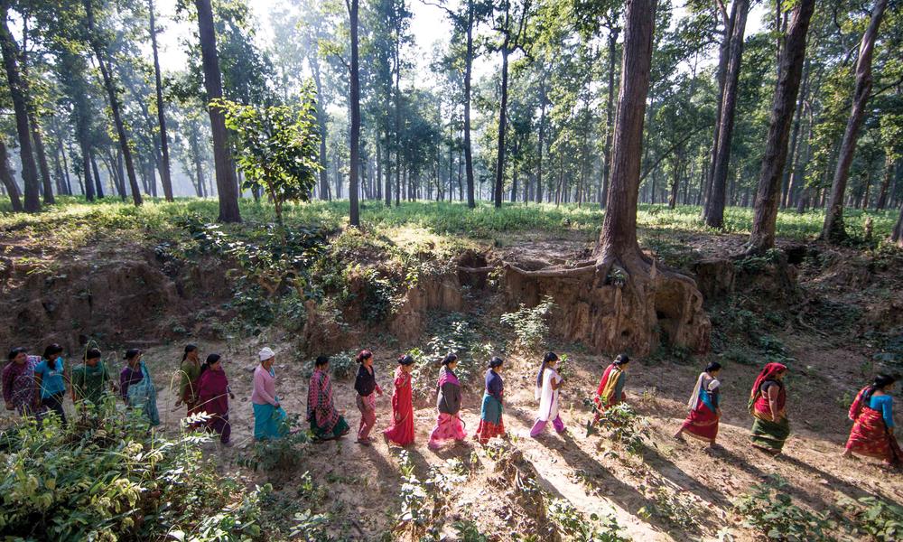 After driving from their village and climbing over a fence they built, women from Jalpa’s group head into the forest to pull up invasive weeds.
