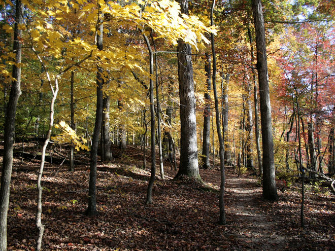 Forest trade