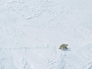 polar bear on ice
