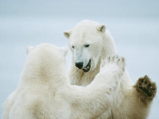 polar bears