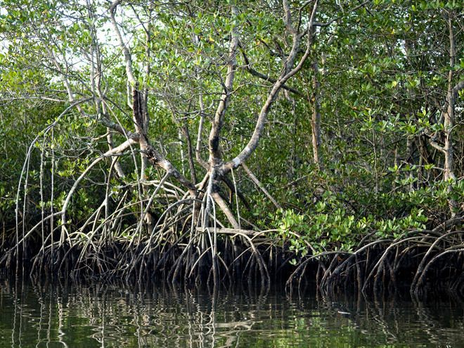 Forest trade