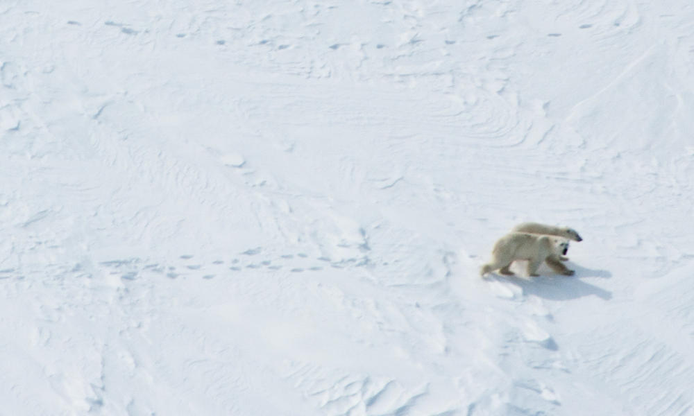 polar bear on ice