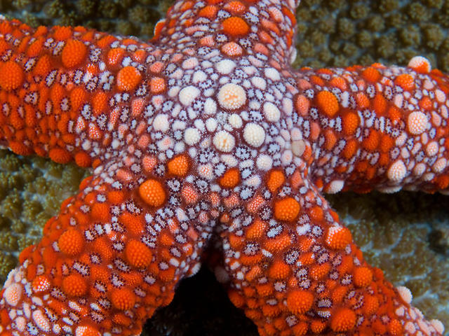 Friant's Sea Star
