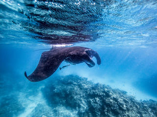 A manta ray (Manta Birostris) swims off Heron Island Research Station, Queensland, Australia.