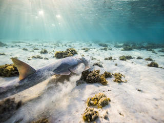 A shovel nosed shark takes off in the waters around Heron Island, Queensland, Australia.