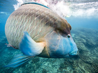 A humphead Maori wrasse (Cheilinus undulatus) on the Great Barrier Reef, Cairns, Australia.