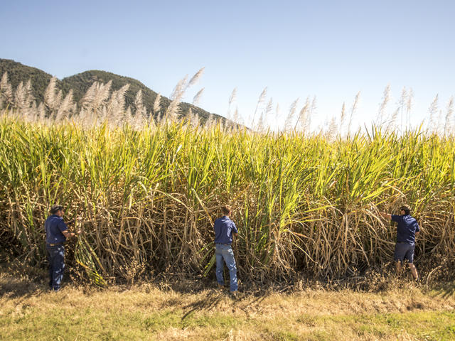 Gerry Deguara and his sons, Sam and Joe, at his sugarcane plantation, Mackay, Queensland, Australia.