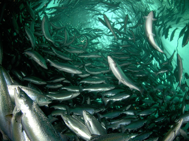 Farmed Salmon | Industries | WWF