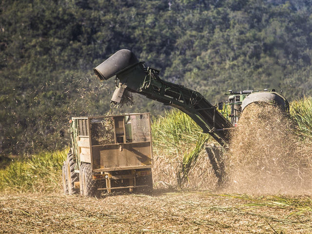 Harvesting sugarcane in Mackay, Queensland, Australia.