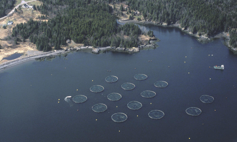 Shrimp Farm | Photos | WWF