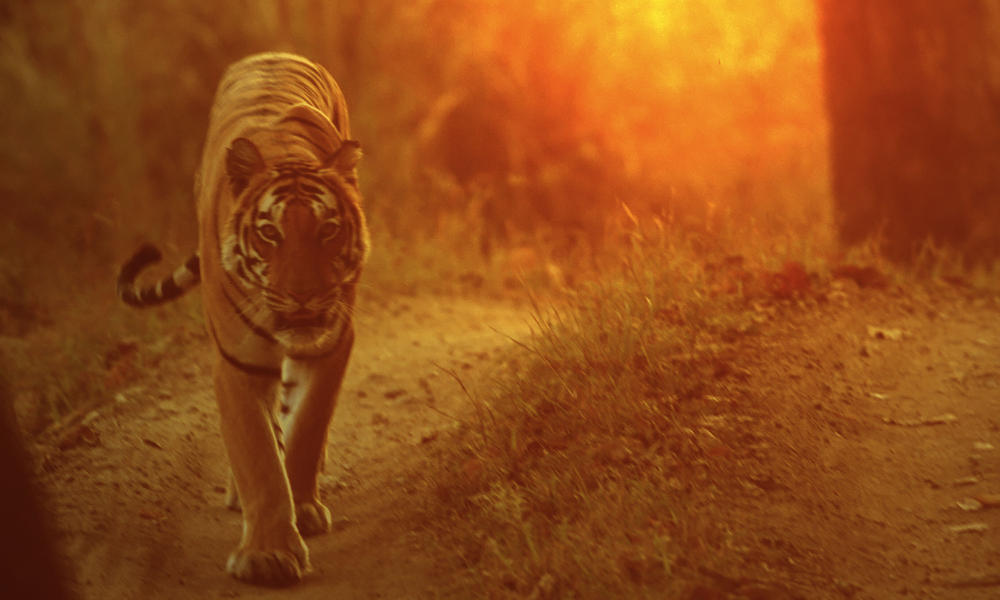 Indian Tiger