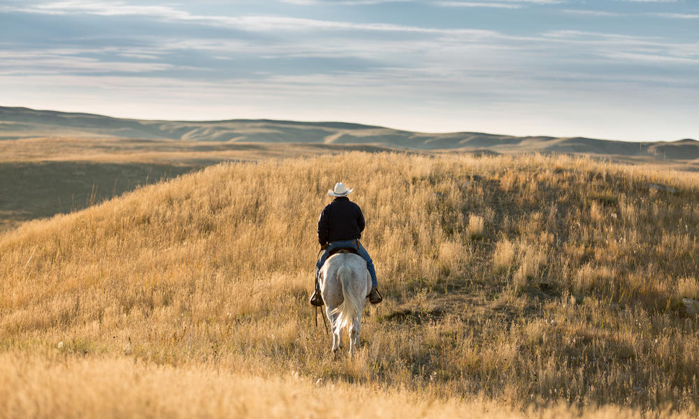 What is the prairie food web?