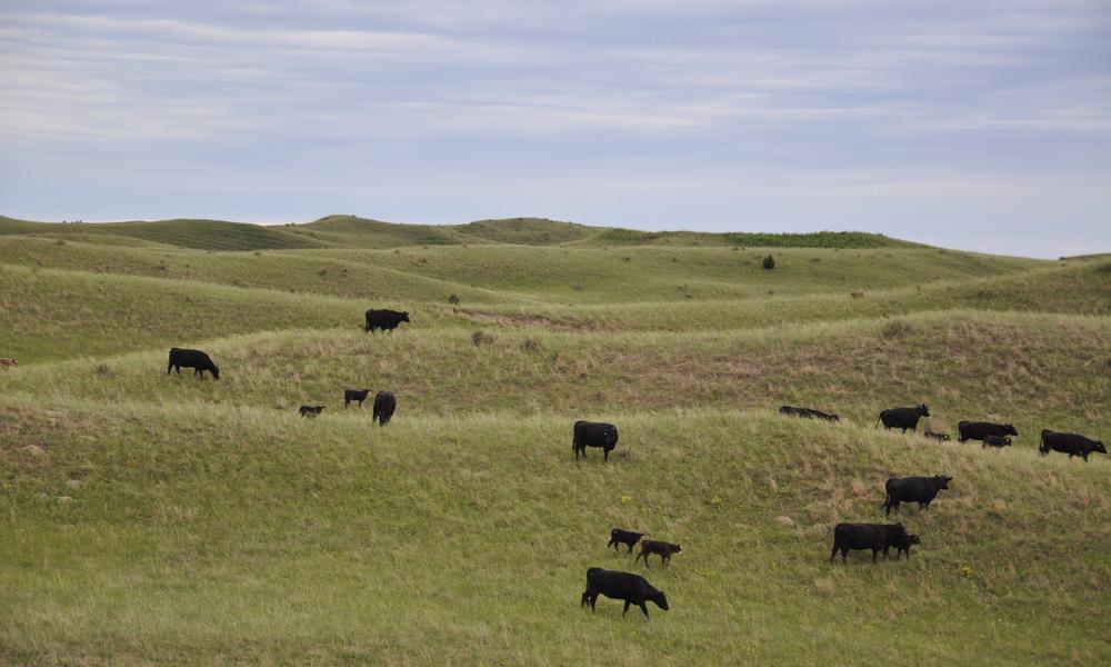 Cattle roaming on a rancher's open field of the Northern Great Plains.