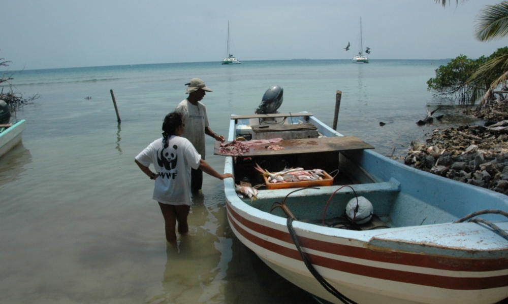 In Buttonwood Key, Belize fishermen claim their catch so that officials can keep track of the local fishing industry.