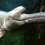 Amazon River Dolphin (Pink Dolphin)