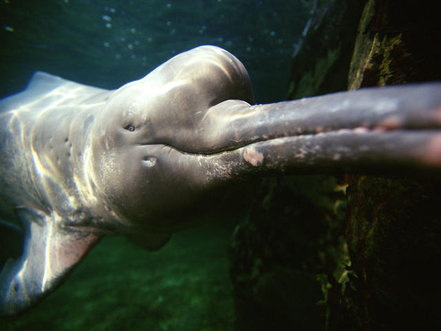 Amazon River Dolphin Pink Dolphins Species Wwf