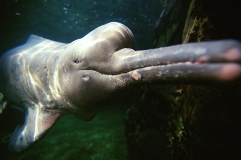 Amazon river dolphin