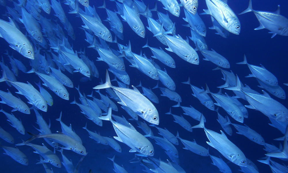 A school of Jack fish in the waters off the coast of Vanua Levu, Fiji.