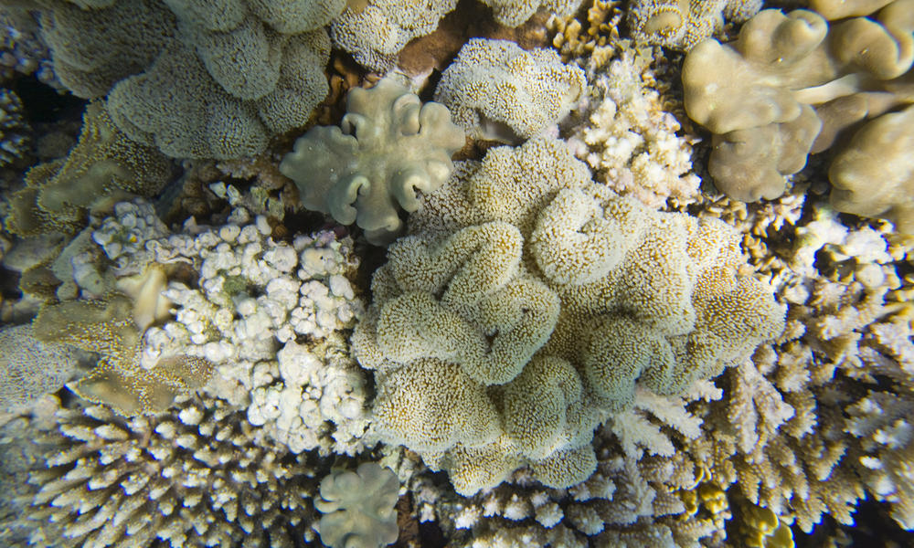Coral reef off Dahab in the Red Sea in Egypt showing signs of coral bleaching.