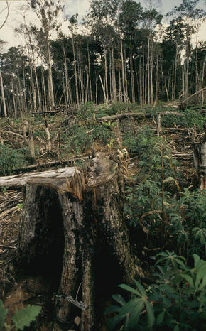 Una Biological Reserve, Bahía, Brazil Deforestation