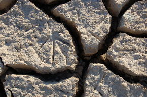 Bird footprints in crackled ground, Spain