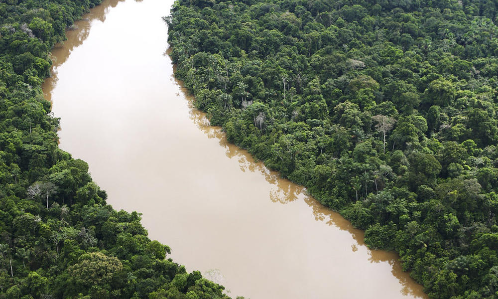 The Amazon rain forest. Loreto region, Peru.