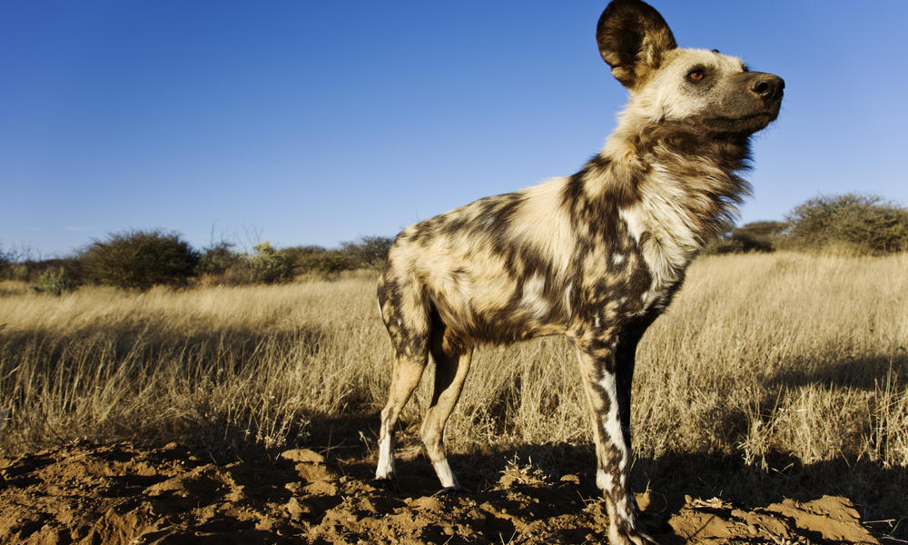 https://c402277.ssl.cf1.rackcdn.com/photos/80/images/story_full_width/LG_African_Wild_Dog_Why_They_Matter_image_288444.jpg?1345513770