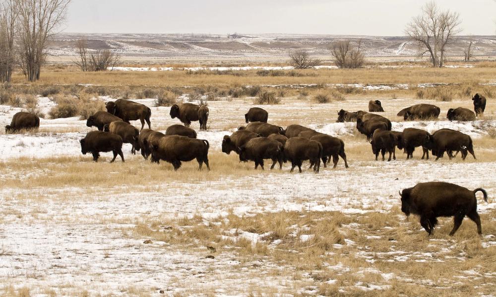 Great Plains Bison Hide Water Transportation
